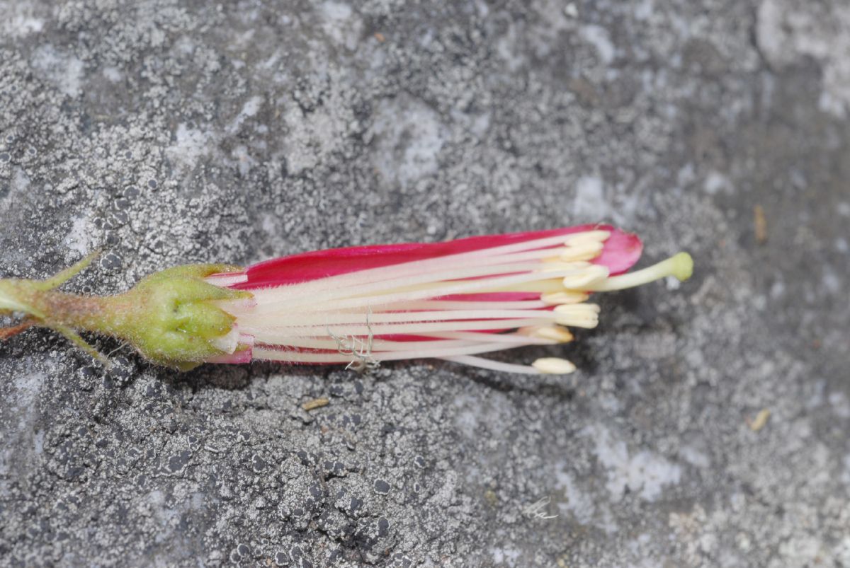 Ericaceae Befaria resinosa