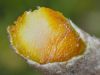 image of Bocconia fructescens