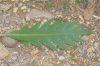 image of Bocconia fructescens
