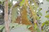 image of Bocconia fructescens