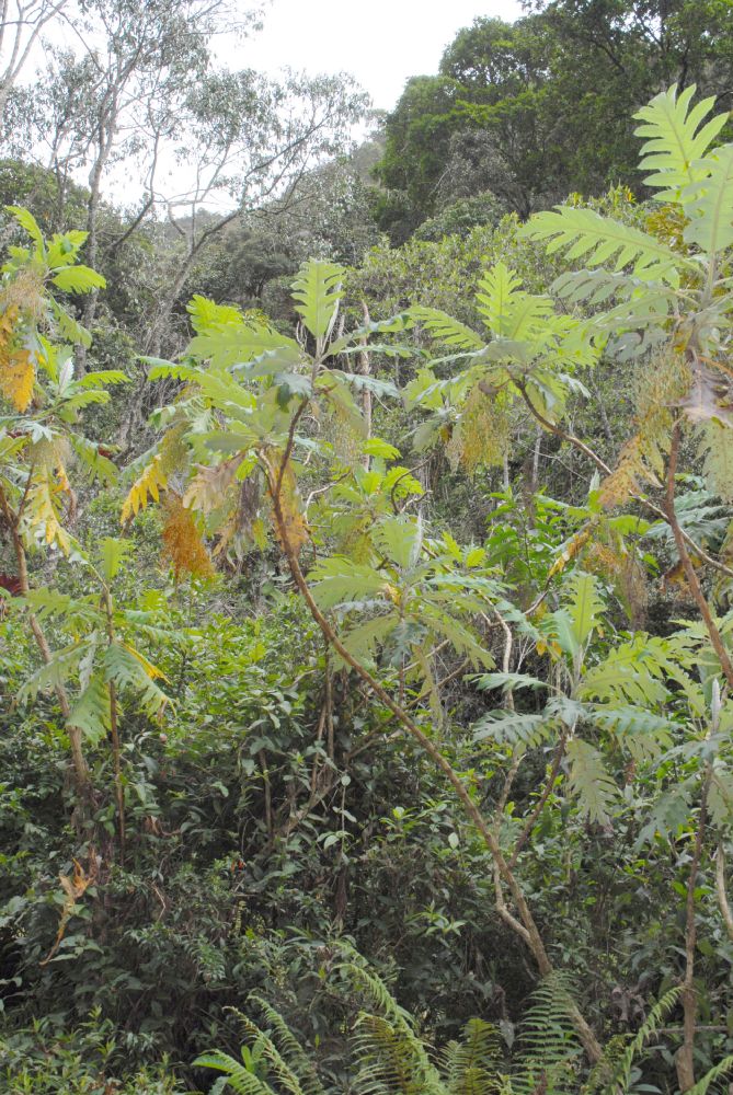 Papaveraceae Bocconia fructescens
