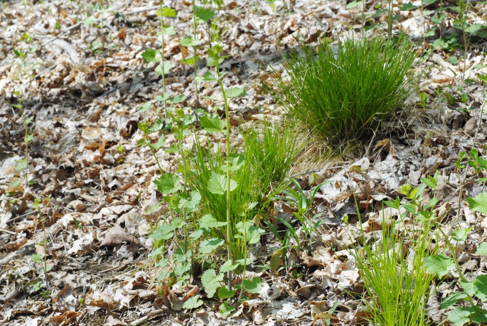 Brassicaceae Alliaria petiolata