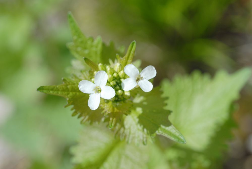 Brassicaceae Alliaria petiolata