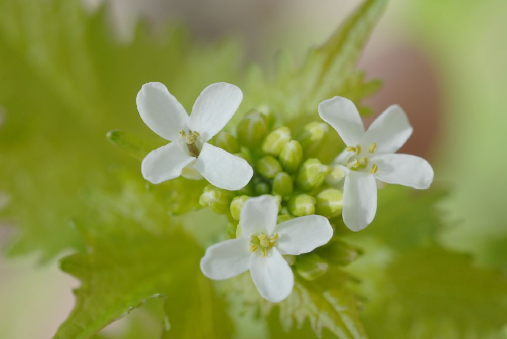 Brassicaceae Alliaria petiolata