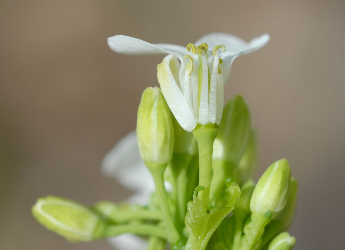Brassicaceae Alliaria petiolata