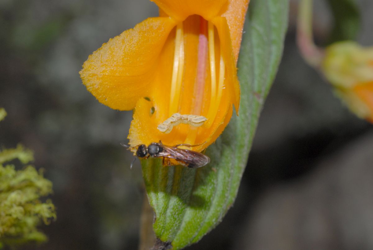 Gesneriaceae Columnea strigosa