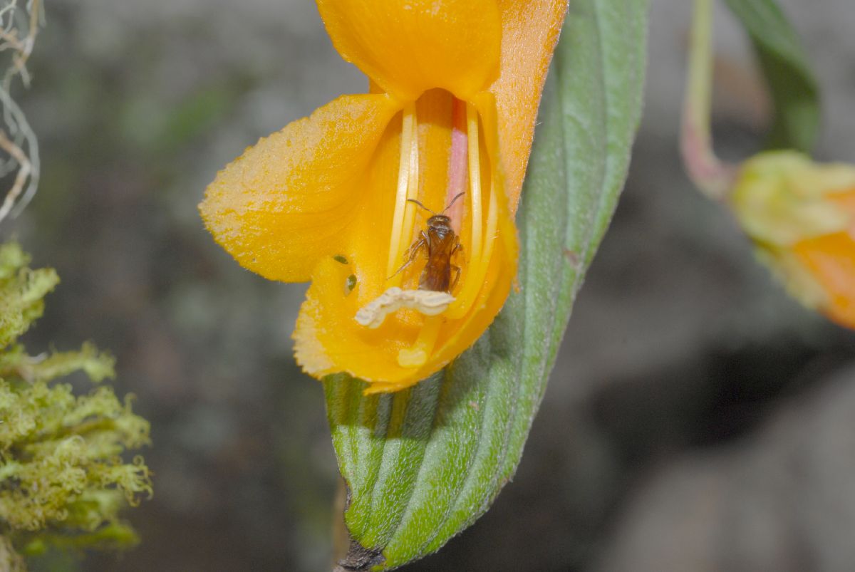 Gesneriaceae Columnea strigosa