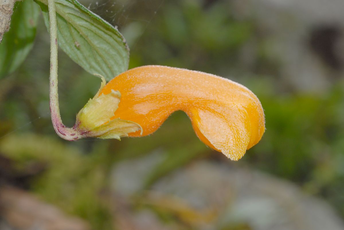 Gesneriaceae Columnea strigosa