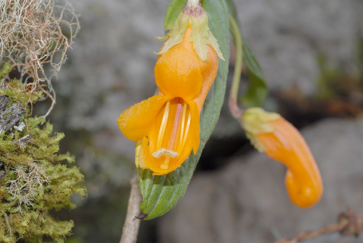 Gesneriaceae Columnea strigosa