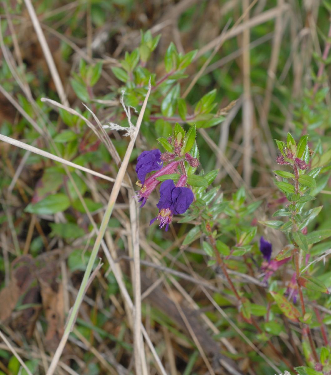 Lythraceae Cuphea dipetala