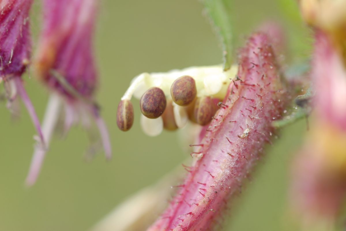 Lythraceae Cuphea dipetala