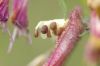 image of Cuphea dipetala