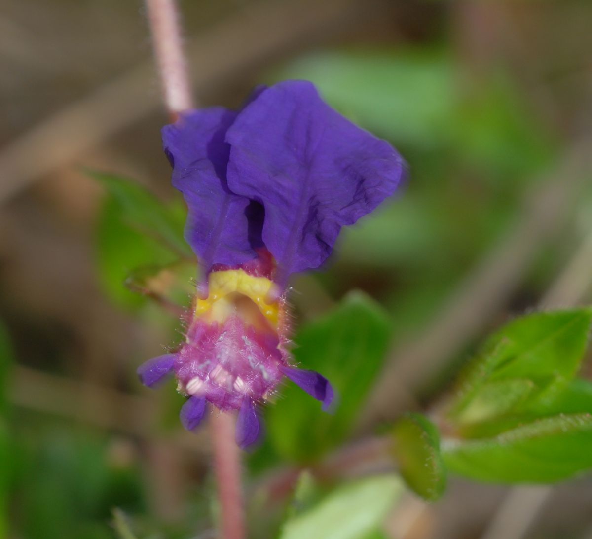 Lythraceae Cuphea dipetala