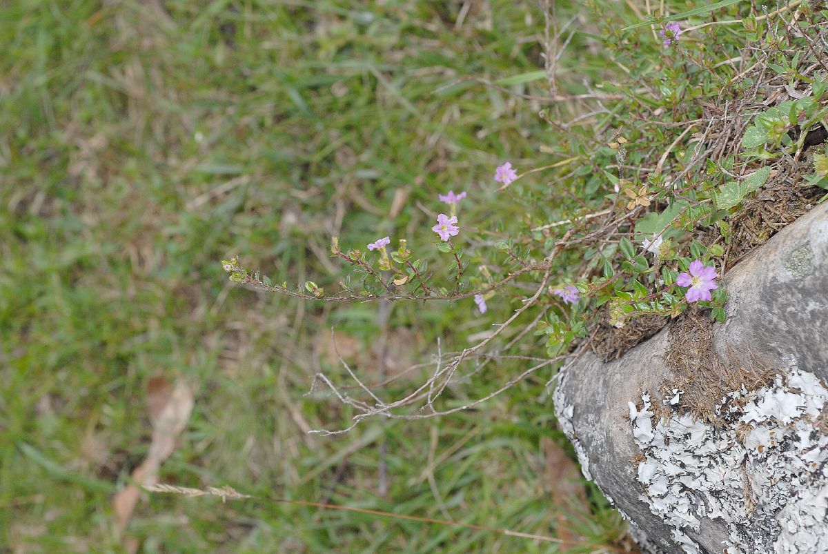 Lythraceae Cuphea racemosa
