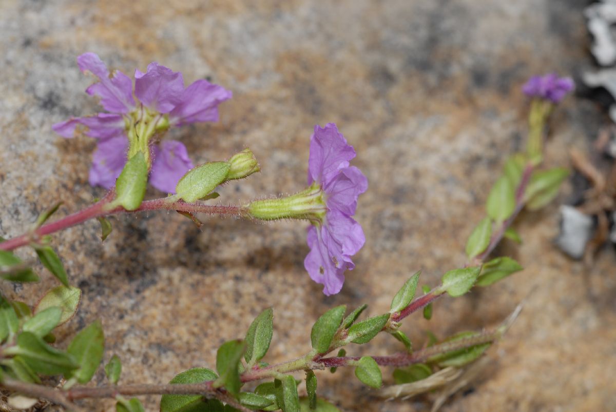Lythraceae Cuphea racemosa
