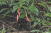image of Fuchsia venusta