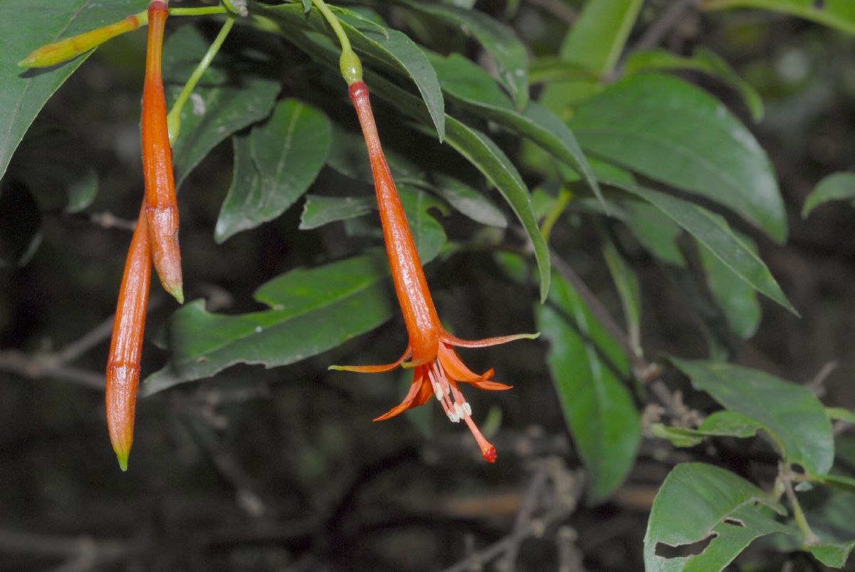 Onagraceae Fuchsia venusta