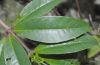 image of Fuchsia venusta