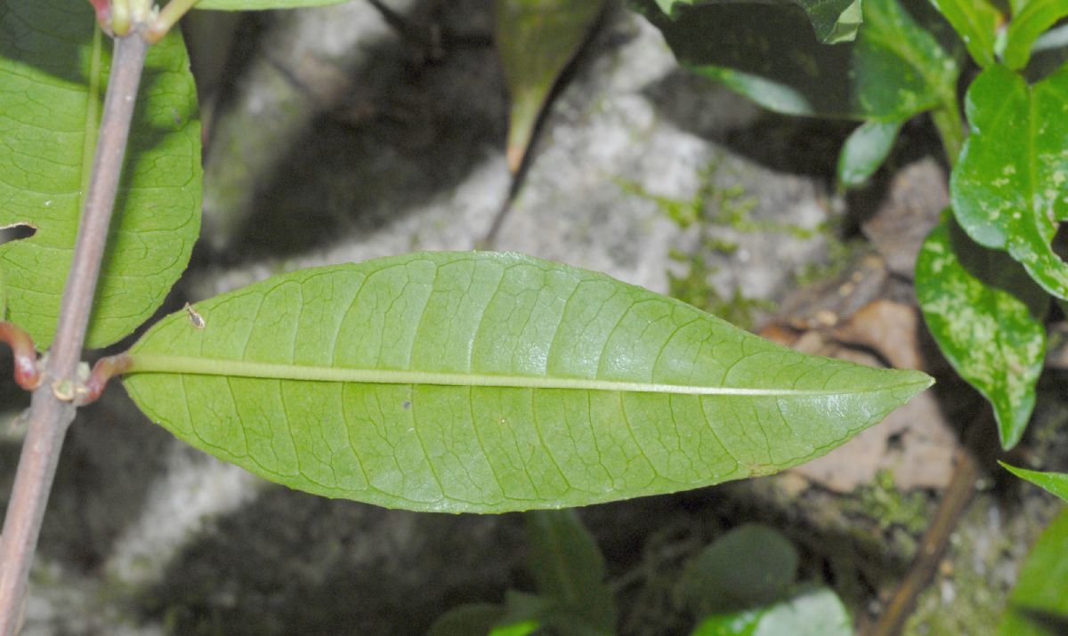 Onagraceae Fuchsia venusta