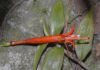 image of Fuchsia venusta