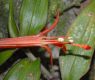 image of Fuchsia venusta