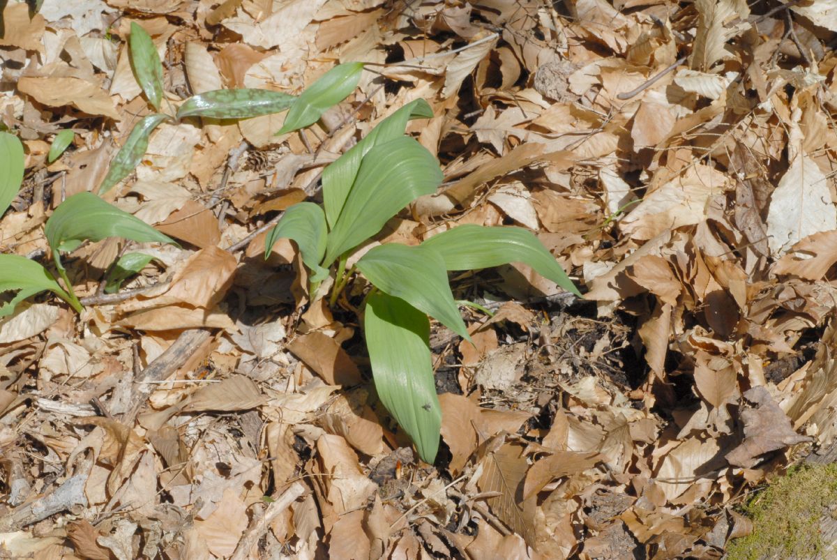 Amaryllidaceae Allium vineale