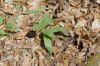 image of Allium vineale