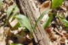 image of Allium vineale