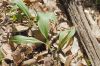 image of Allium vineale