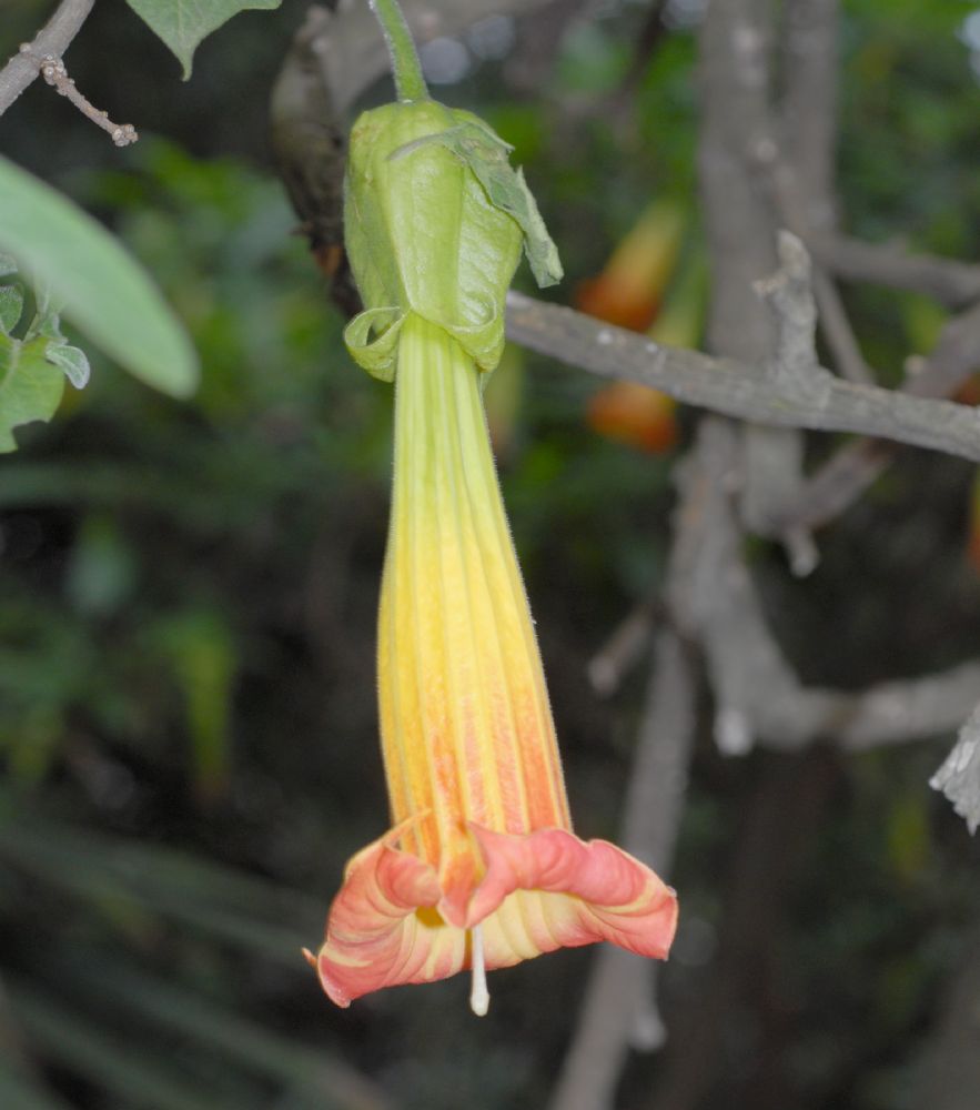 Solanaceae Brugsmansia sanguinea