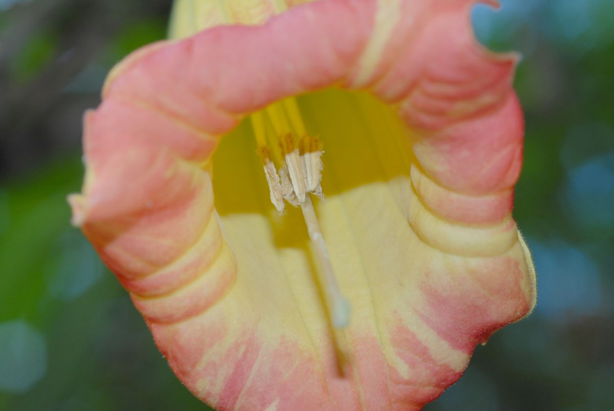 Solanaceae Brugsmansia sanguinea
