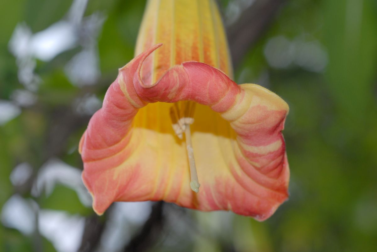 Solanaceae Brugsmansia sanguinea