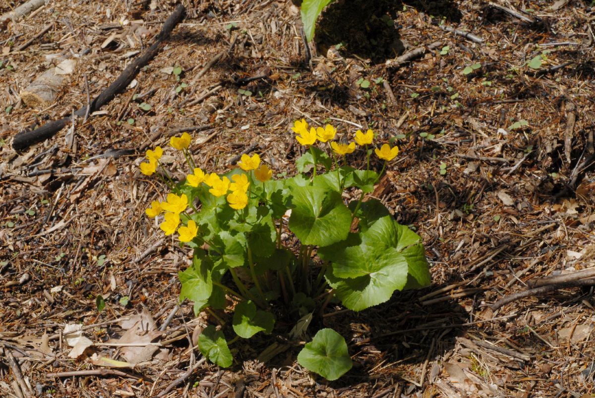 Ranunculaceae Caltha palustris