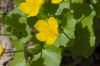 image of Caltha palustris