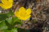 image of Caltha palustris
