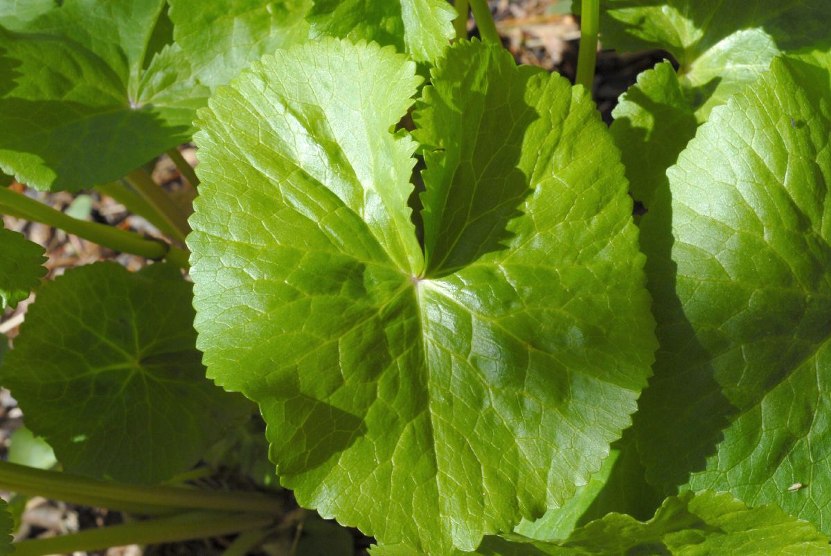 Ranunculaceae Caltha palustris