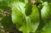 image of Caltha palustris