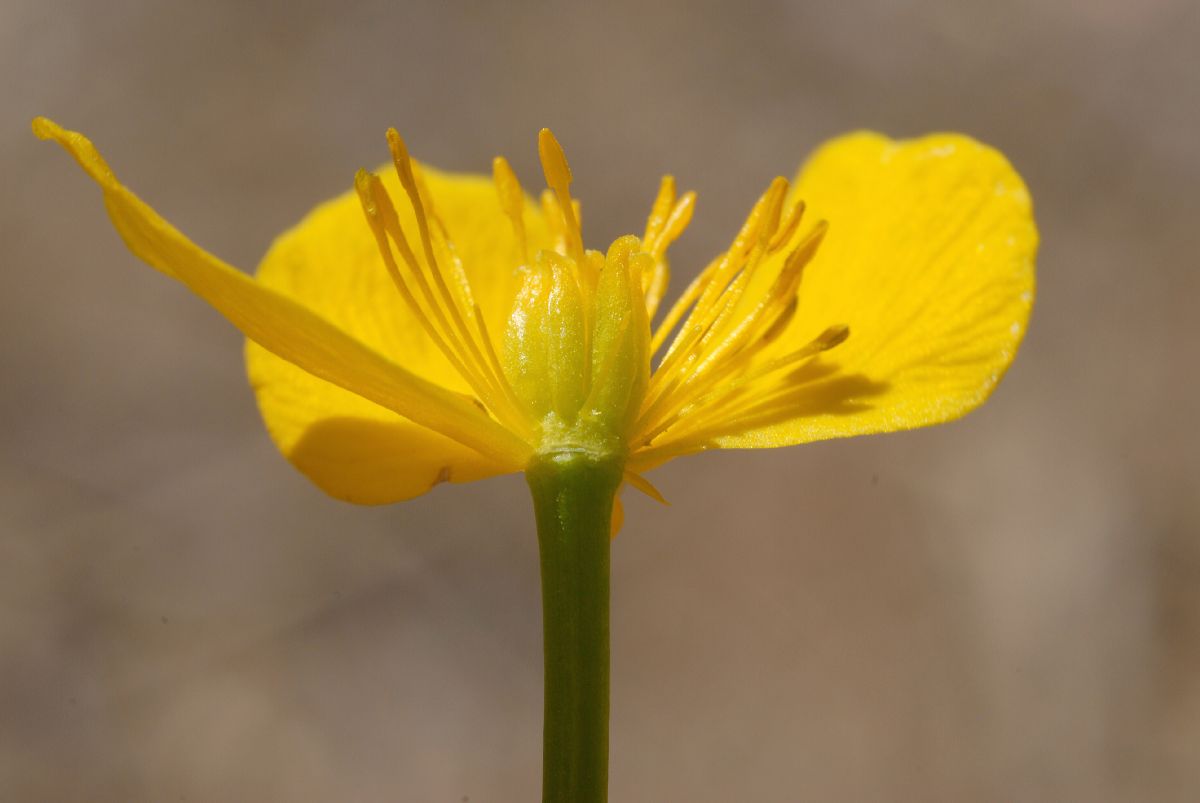 Ranunculaceae Caltha palustris