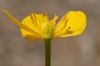 image of Caltha palustris