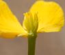 image of Caltha palustris