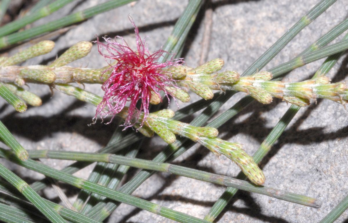 Casuarinaceae Casuarina equisetifolia