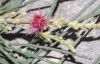image of Casuarina equisetifolia