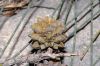 image of Casuarina equisetifolia