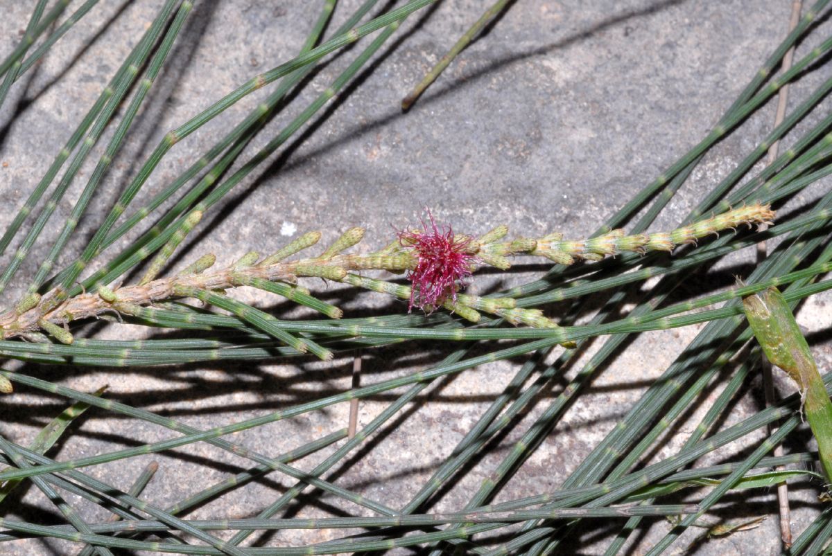 Casuarinaceae Casuarina equisetifolia