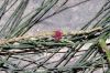 image of Casuarina equisetifolia