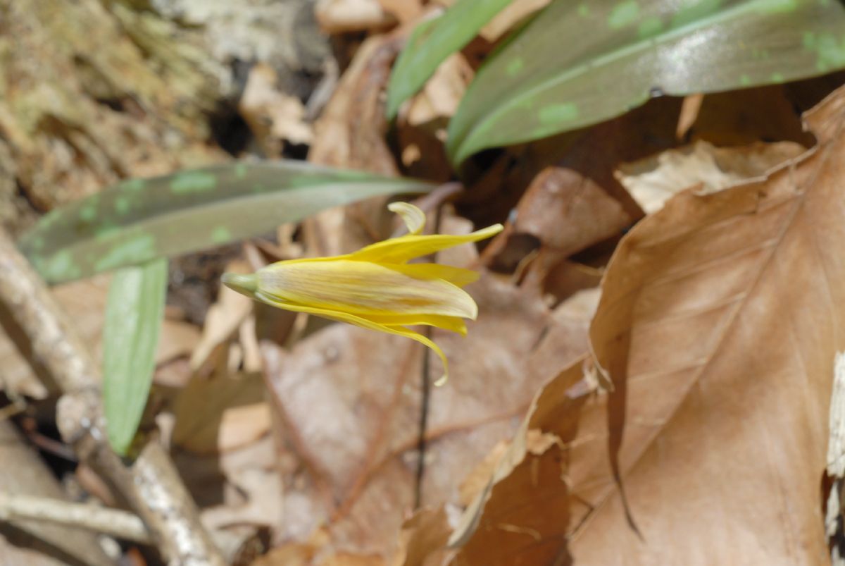 Liliaceae Erythronium americanum
