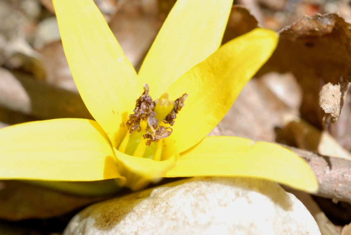 Liliaceae Erythronium americanum