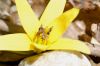 image of Erythronium americanum