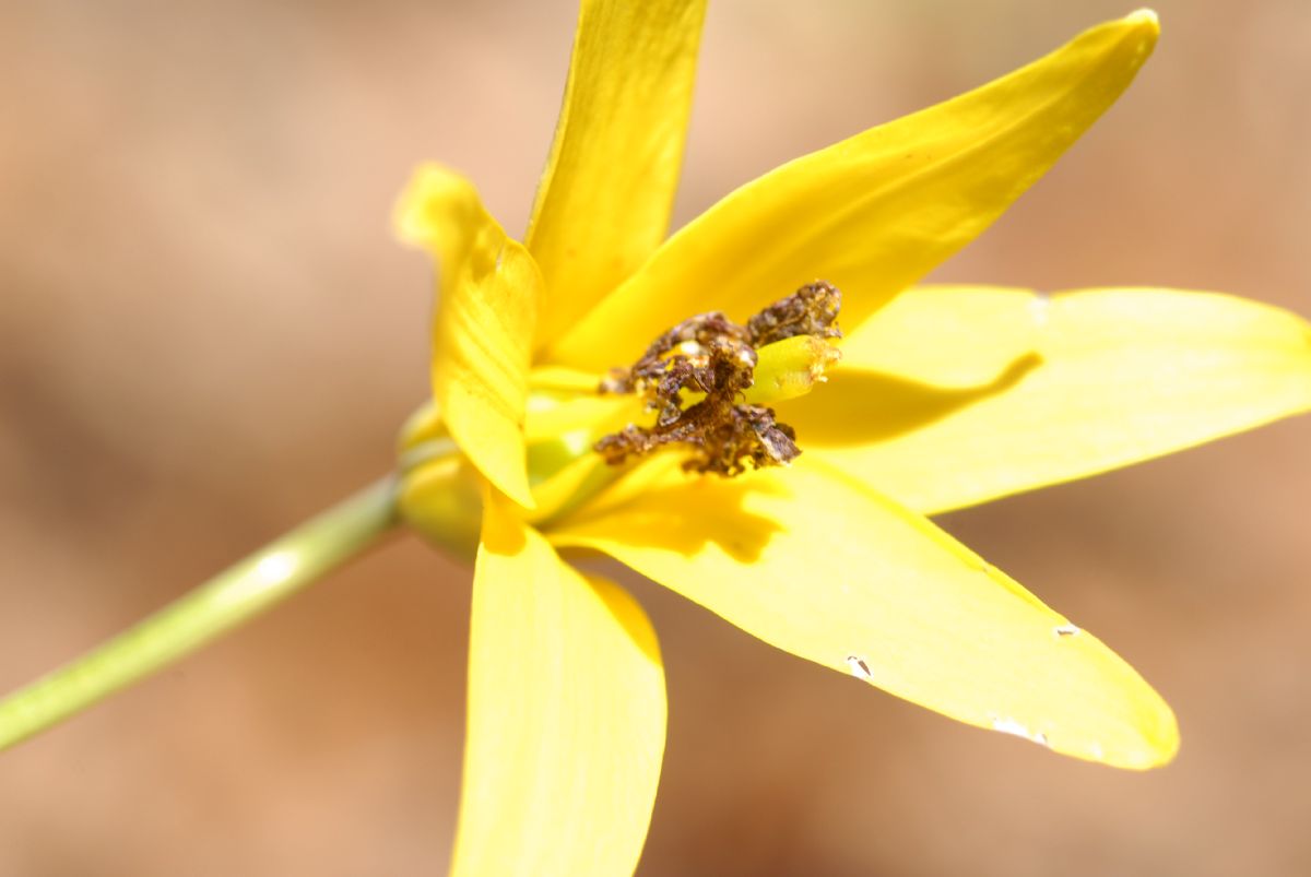 Liliaceae Erythronium americanum