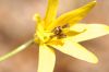 image of Erythronium americanum